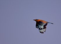 DSC_5726.jpg