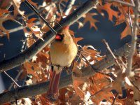 DSCN9149.jpg