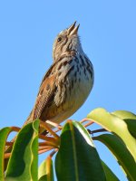 Sparrow.jpg