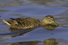 _DSC8307-1.jpg