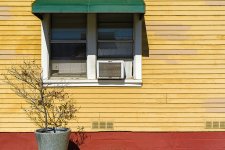 Local Color.jpg