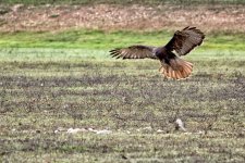 redtail-323.jpg