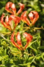 15A_8386_webshot.jpg