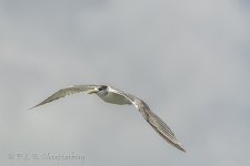 15A_8441_webshot.jpg