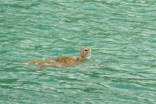 15A_8505_webshot.jpg