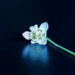 snowdrop.jpg