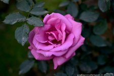 FSC_1671.jpg