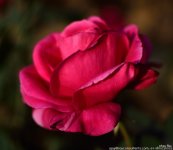 FSC_1679.jpg