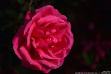 FSC_1685.jpg