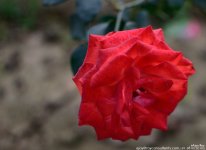 FSC_1691.jpg