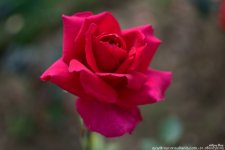FSC_1690.jpg