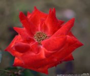 FSC_1693.jpg
