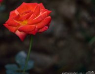 FSC_1707.jpg