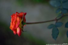FSC_1709.jpg