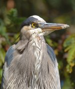 BlueHeron2.jpg