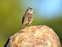 Finch.jpg
