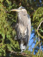 BlueHeron3.jpg