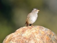 Finch2.jpg