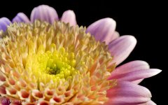 hdr flower 1-2-2.jpg
