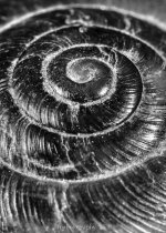 hdr snail 2-2-2.jpg
