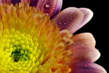 hdr flower 3-3.jpg