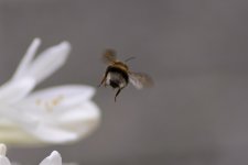bumble.jpg