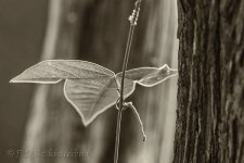 15A_8682_webshot.jpg