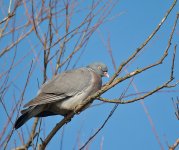DSC_3165.jpg