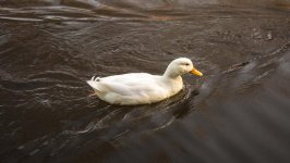 DSC_0616.jpg