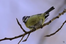 _DSC9548-1-2.jpg