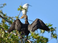 Cormorant2.jpg