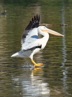 Pelican2.jpg