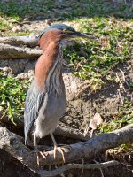 Heron.jpg