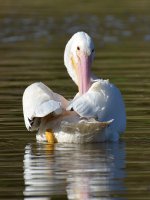 Pelican6.jpg