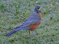 Robin4.jpg