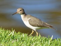 Sandpiper.jpg