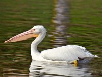 Pelican5.jpg