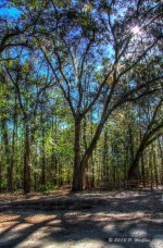 D71_2674_5_6_7_8_tonemapped.jpg