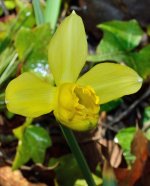KING-ALFRED_DAFFODIL_DSC_3809.jpg