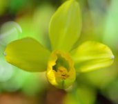 KING-ALFRED_DAFFODIL_DSC_3814.jpg