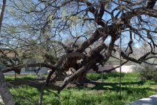agua_c oldtree1a.jpg