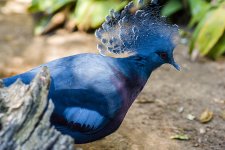 Crested Bird.jpg