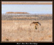 DSC_0209- Hawk Web Image.jpg