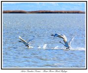 DSC_0191- Artice Tundra Swan Web.jpg