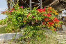 flowers-3.jpg