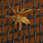 Spider2.jpg