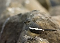 DSC_5994.jpg