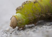 catapiller 1.jpg