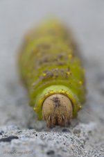 Catapiller 2.jpg