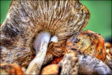 San Juanito Mushrooms.jpg